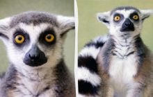 Порятунок лемура Котика: КиївЗоо показав чергову жертву домашнього утримання