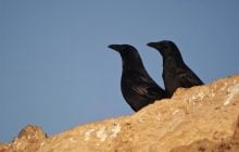 Як відрізнити ворону від крука: ці чорні птахи все ж мають відмінні риси