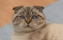 Вміють плавати та можуть виконувати трюки: ветеринари назвали 7 кумедних порід котів