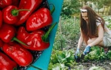 Урожай будет на все лето: какие растения-компаньоны повысят плодородие перца