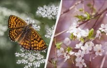 Два великі свята в Україні: кого привітати 23 квітня та за кого помолитися