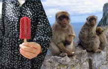 Мавпи знайшли спосіб їсти шкідливі людські ласощі без розладу шлунку