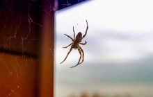 У 2012 році двох павуків відправили у космос: те, що сталося далі, здивувало науковців