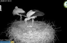 У зіркових лелек Одарки та Грицика з’явилося п’яте яйце: коли очікувати пташенят