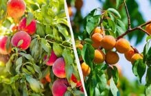 Україні загрожує дефіцит абрикосів та персиків, ціни зростуть майже вдвічі, – експерт