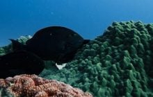 Дайвер помітив щось дуже дивне під час дослідження Великого Бар'єрного рифу (відео)