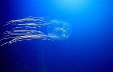 Біля узбережжя Австралії зібралося величезне скупчення смертельно небезпечних істот