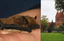 Як зробити нічні міста безпечними для кажанів: перший експеримент відбувся в Данії