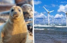 Тюлені тікають від будівництва вітряків, та згодом повертаються і поводяться незвично