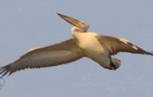 До Одещини завітав рідкісний птах-гігант з румунським датчиком