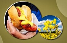 Чому раптом хочеться гірчиці і скільки її можна їсти: лікарка розповіла про користь приправи