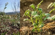 Картоплю і рис одягнуть у "білковий светр": вчені у пошуках рятувати врожаї від холодів