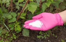 Після цвітіння посипаю смородину жменею добрива: ягоди вродять розміром з вишню