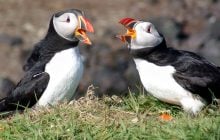 У Великій Британії зафіксували аномальну кількість рідкісних птахів із червоними дзьобами