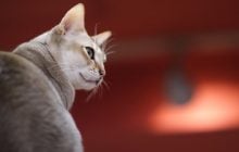 Ласкаві, але непередбачувані: ветеринари назвали 7 порід котів з яскравим характером