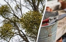 Просто обрізати її не можна: як врятувати садові дерева від омели