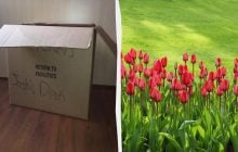 Не сміття, а цінний ресурс: 3 способи використати картон у вашому саду