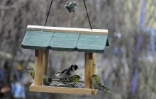 Людям, які роблять годівниці для птахів та білок, притаманні ці 11 рідкісних рис характеру