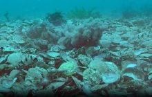 Чи справді самки восьминогів "відбиваються" від самців камінням: відповідь вчених