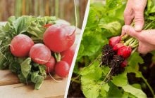 Просте правило збільшить редис вдвічі: як правильно доглядати за овочем