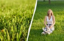 Газон будет как на футбольном поле: как правильно его сеять без катка и прополки