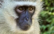 Мавпа напала на американського моряка, який прямував на розмінування Ормузької протоки