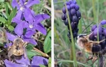 Живуть без "королеви": у чому унікальність комах, що заполонили степ на Одещині (відео)