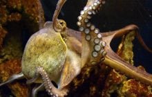 На Землі існували "кракеноподібні" восьминоги-інтелектуали розміром із вантажівки, - вчені