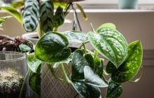 Сциндапсус будет процветать годами: садоводы рассказали, как вырастить