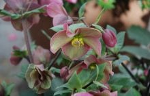 12 рослин проти бур'янів: посадіть один раз - і забудете про сапання