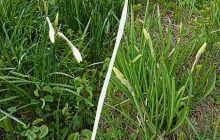 Перші квіти у Долині нарцисів: на вихідні очікується масове цвітіння