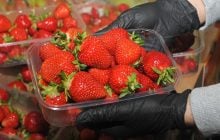 Ціни на полуницю в Україні обвалив імпорт: влітку ягода може здорожчати, – експертка