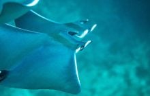 Біля берегів Азорських островів очікується сезонне скупчення рідкісних скатів-дияволів