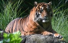 В Індії в тигрових заповідниках ввели важливу заборону для туристів, - BBC