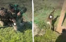 Прикордонники врятували косулю, що заплуталась в антидроновій сітці (відео)