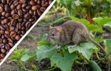 Мыши и крысы убегут за киллометр: какие привычные для нас запахи отпугивают грызунов