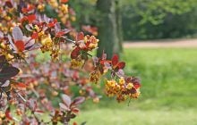 Гарний, але небезпечний: цей чагарник називають "магнітом для кліщів"