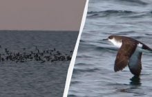 "Такої краси не бачив": на Одещині науковець зафіксував небувалу кількість буревісників