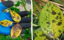 Найкращий спосіб профілактики чорної плямистості: що робити, щоб запобігти захворюванню