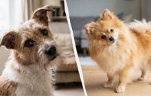 Вспоминают слова или просто плохо видят: почему на самом деле собаки наклоняют голову