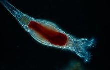 Вчені "оживили" стародавню істоту віком 24 тисячі років, яка змогла розмножитися