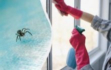 Эти три запаха для пауков невыносимы: как прогнать насекомых навсегда
