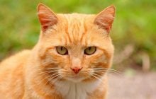 У зоопарку Мехіко викрили рудого кота, який постійно краде їжу в бенгальського тигра (фото)