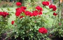 Вони гниють та борються за воду: які пари рослин не рекомендують садити поруч