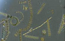 Ученые раскололи камень возрастом 445 миллионов лет и обнаружили там нечто невероятное