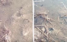 В Одесской области заметили облака из миллиардов комаров: что происходит (видео)