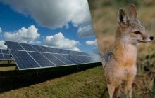 Лисицы проникли на солнечную электростанцию, и произошло нечто неожиданное