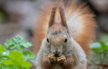 Травень в Україні буде холодніший, ніж зазвичай, - синоптики