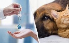 Квартиры для владельцев животных: сколько стоит жилье и где его больше всего