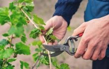 Ученые обнаружили, что растения умеют "кричать": просто мы до сих пор их не слышали